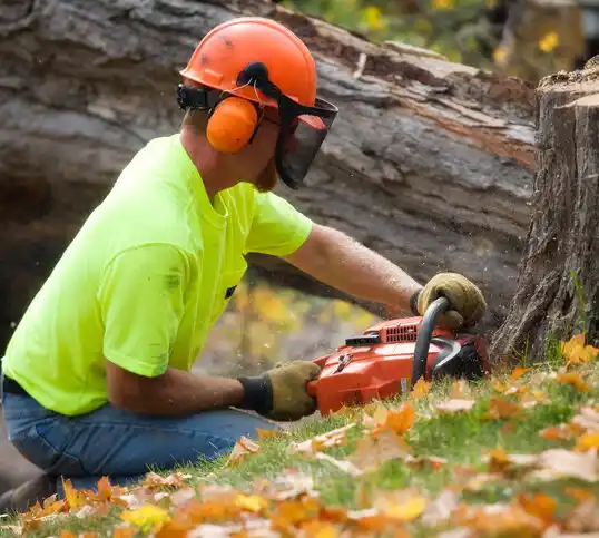 tree services Upper Fruitland